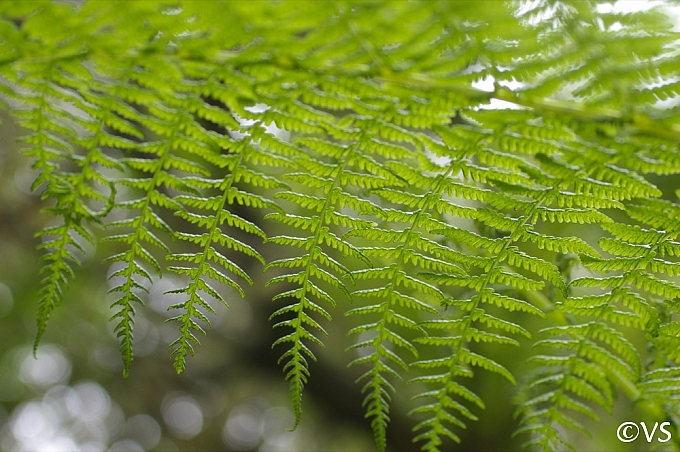 Athyrium filix-femina  lady fern