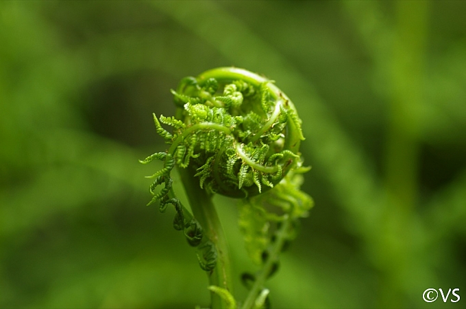 Athyrium filix-femina  lady fern
