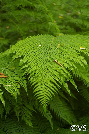 Athyrium filix-femina  lady fern