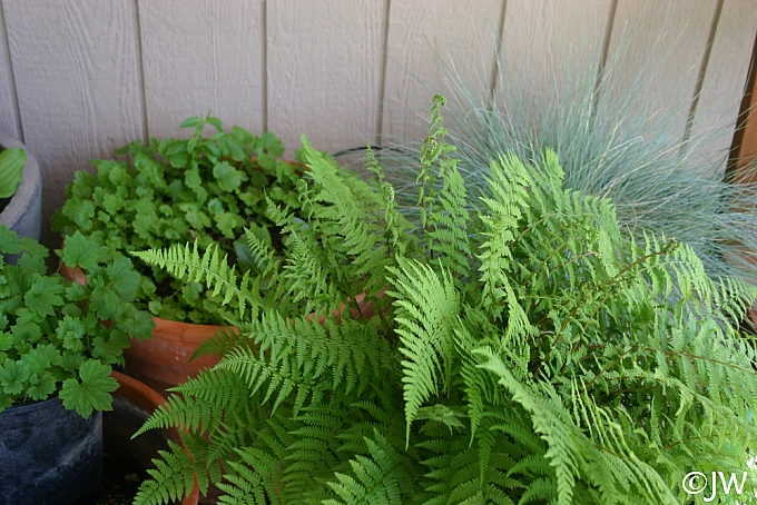 Athyrium filix-femina 'Minutissimum' dwarf lady fern