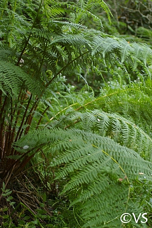 Athyrium filix-femina  lady fern