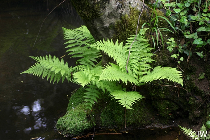 Athyrium filix-femina  lady fern