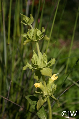Salvia spathacea 'Avis Keedy' yellow-flowered hummingbird sage