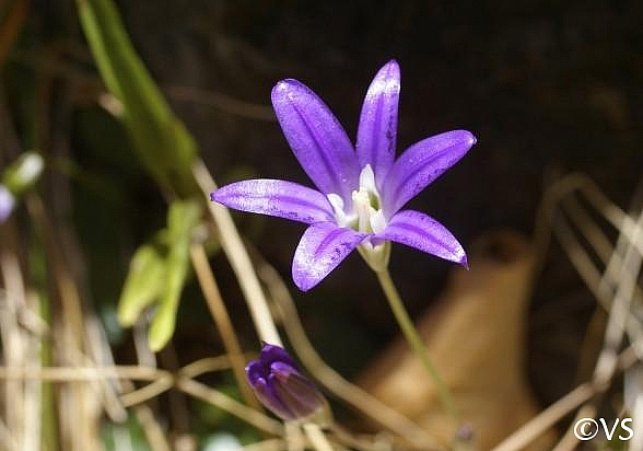 Brodiaea elegans  harvest brodiaea