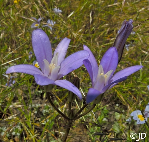 Brodiaea coronaria  crown brodiaea