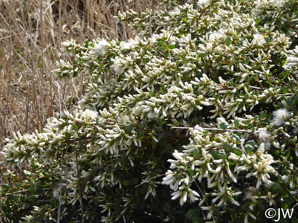 Baccharis pilularis - female  coyote bush