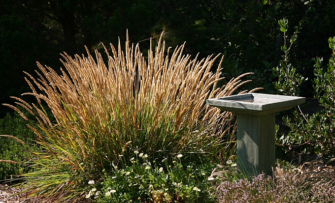 Calamagrostis foliosa x nutkaensis 'Little Nootka' reed grass