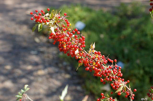 Berberis (Mahonia) nevinii  Nevin's barberry