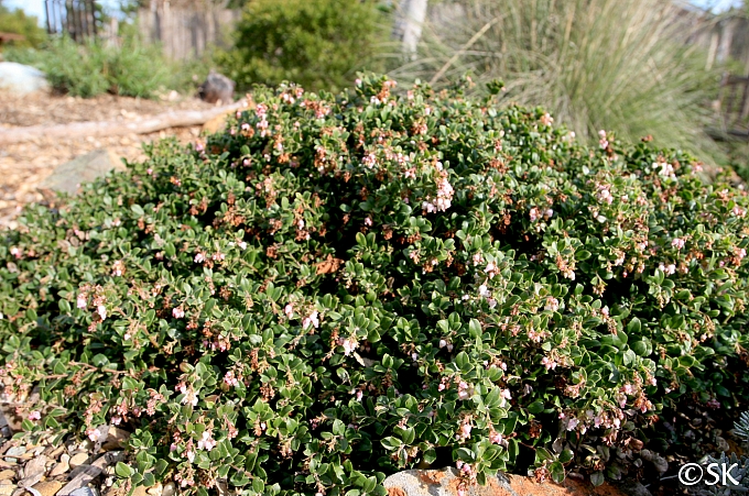Arctostaphylos edmundsii 'Bert Johnson' Little Sur manzanita