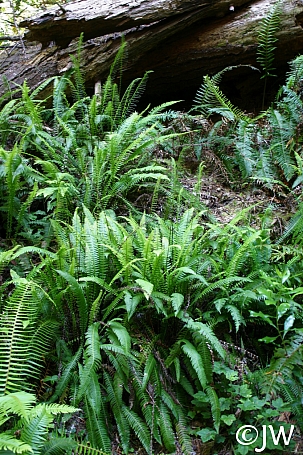 Blechnum spicant  deer fern