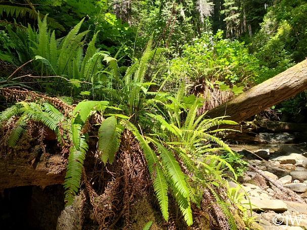Blechnum spicant  deer fern