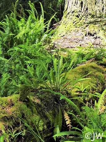 Blechnum spicant  deer fern