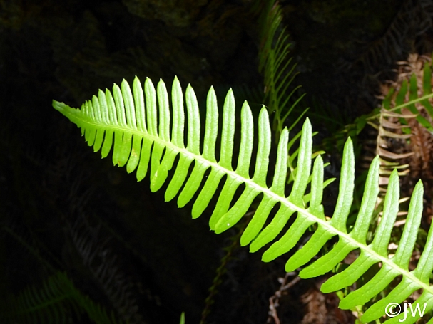 Blechnum spicant  deer fern