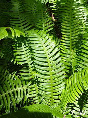 Blechnum spicant  deer fern