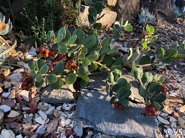 Arctostaphylos x media 'Bokeya Pomo' manzanita
