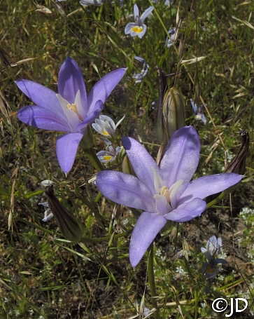 Brodiaea coronaria  crown brodiaea