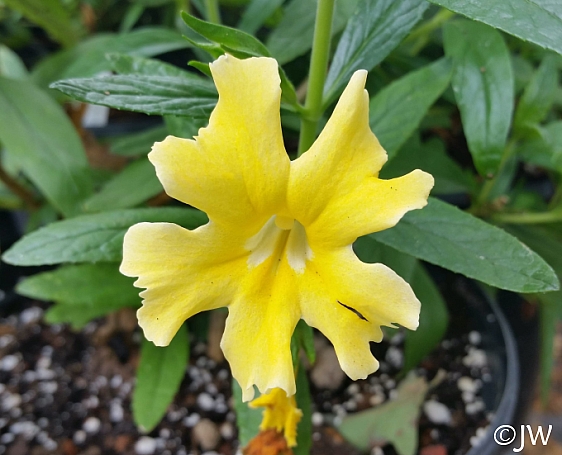 Diplacus (Mimulus)  'Butter Yellow' monkeyflower