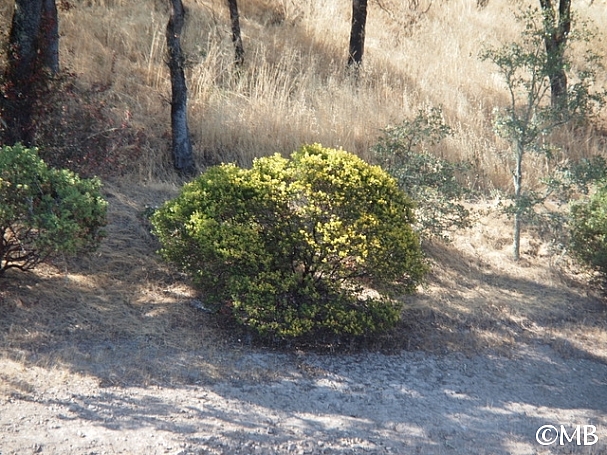 Arctostaphylos manzanita 'Bates' Yellow' common manzanita