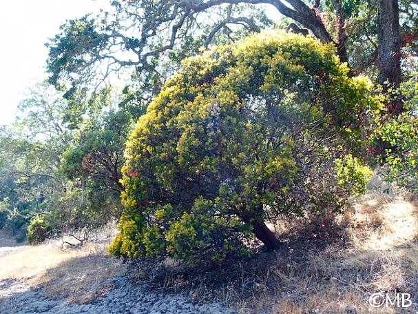 Arctostaphylos manzanita 'Bates' Yellow' common manzanita