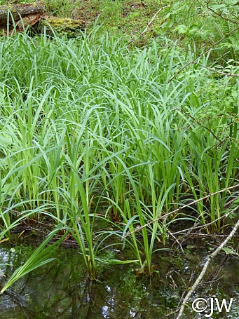 Carex amplifolia  bigleaf sedge