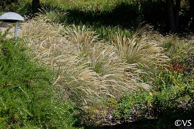Calamagrostis foliosa  Cape Mendocino reed grass