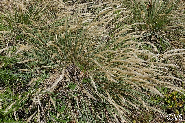 Calamagrostis foliosa  Cape Mendocino reed grass