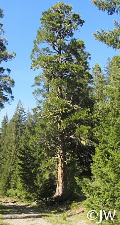 Calocedrus decurrens  incense cedar