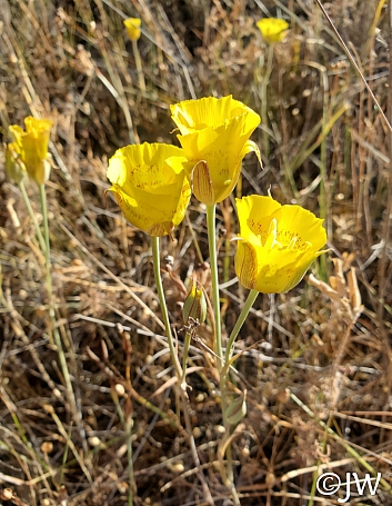 Calochortus luteus  yellow mariposa tulip