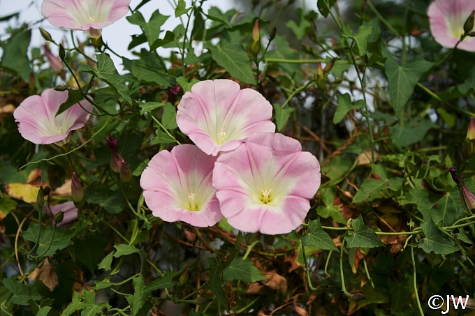 Calystegia purpurata ssp. purpurata  purple western morning glory