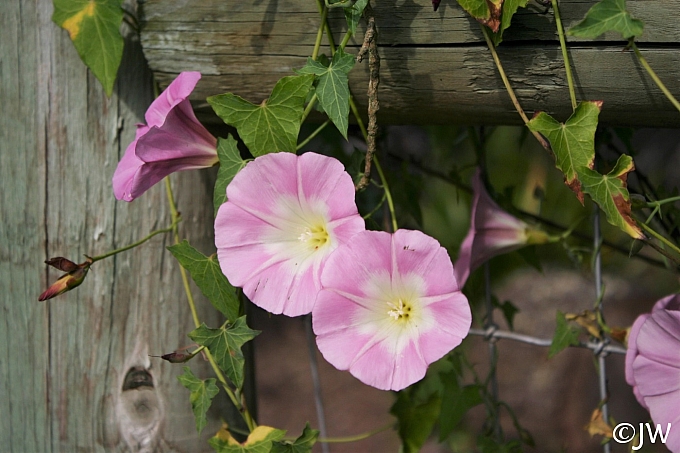 Calystegia purpurata ssp. purpurata  purple western morning glory
