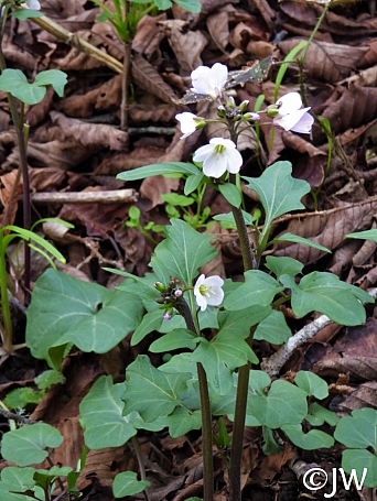 Cardamine californica  milk maids