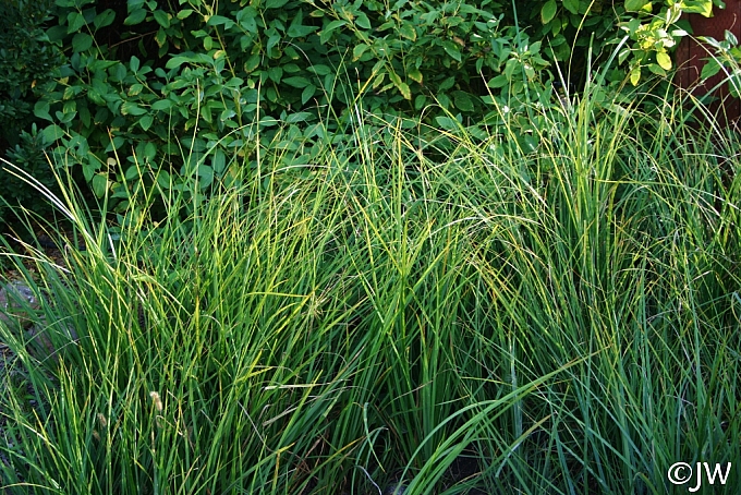 Carex barbarae  basket sedge