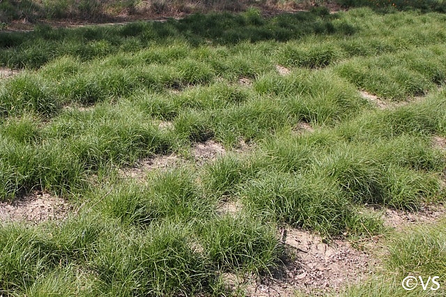 Carex pansa  California meadow sedge, dune sedge