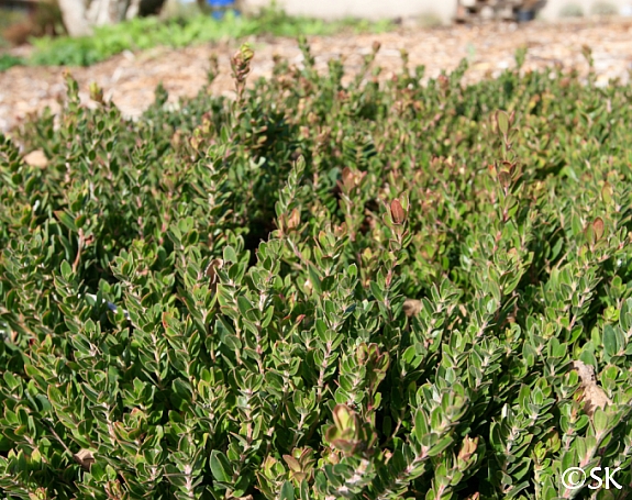 Arctostaphylos edmundsii 'Carmel Sur' Little Sur manzanita
