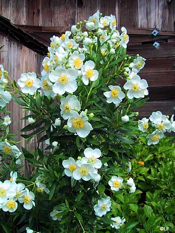 Carpenteria californica 'Elizabeth' California bush anemone