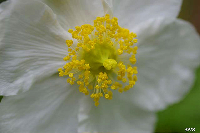 Carpenteria californica 'Elizabeth' California bush anemone