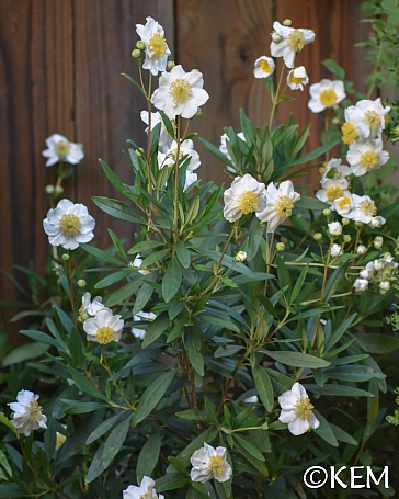 Carpenteria californica  bush anemone