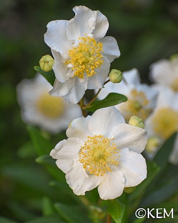 Carpenteria californica  bush anemone