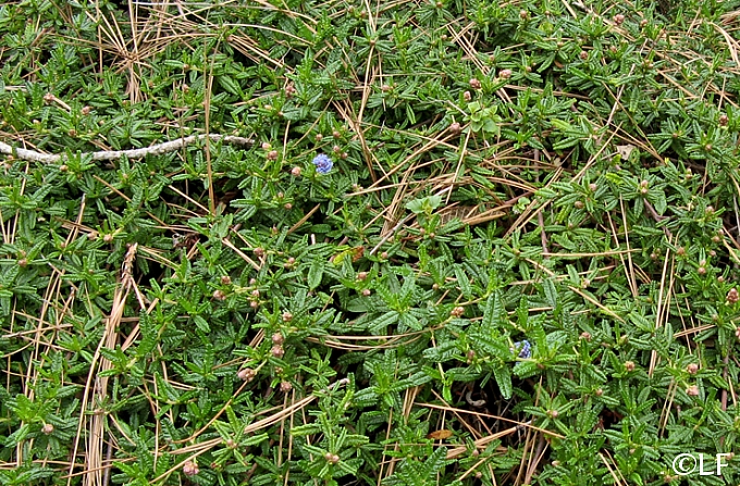 Ceanothus hearstiorum  Hearst ceanothus