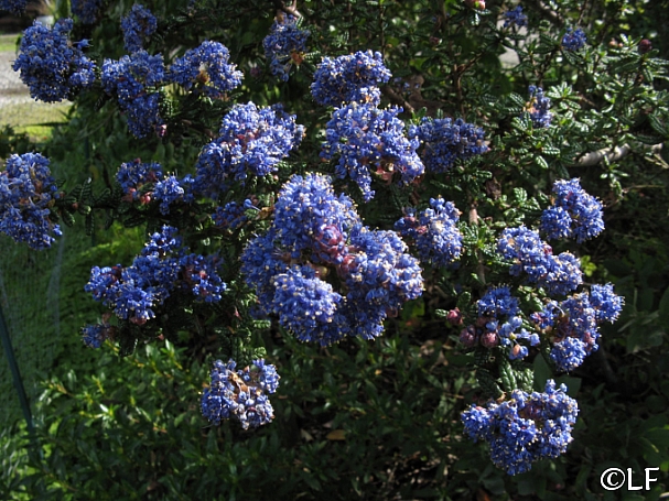 Ceanothus  'Julia Phelps' California lilac