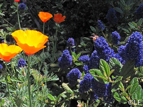 Ceanothus griseus 'Kurt Zadnik' Carmel ceanothus