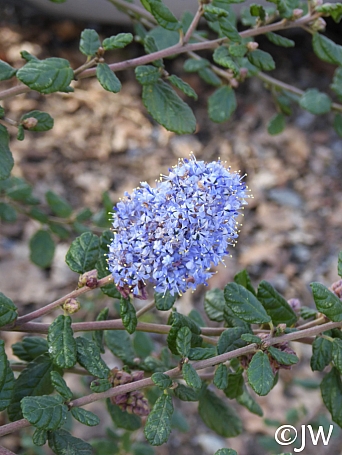 Ceanothus  'Celestial Blue' California lilac