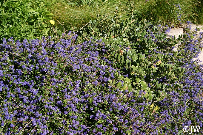 Ceanothus  'Centennial' California lilac