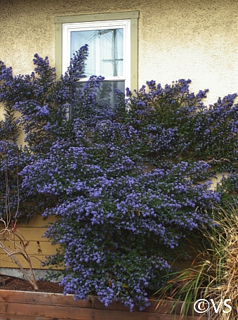 Ceanothus  'Julia Phelps' California lilac