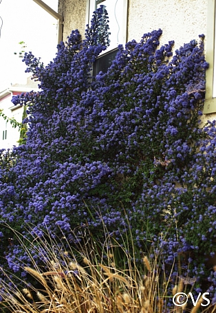 Ceanothus  'Julia Phelps' California lilac
