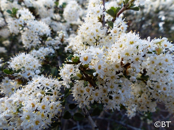Ceanothus rigidus 'Snowball' Monterey lilac