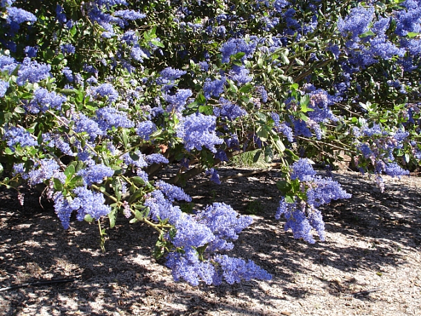 Ceanothus  'Better Than Ray Hartman' California lilac