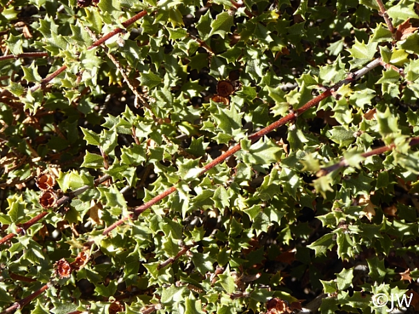 Ceanothus confusus  Rincon Ridge ceanothus