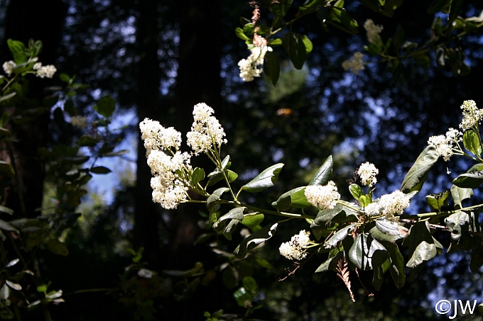 Ceanothus velutinus  tobacco bush