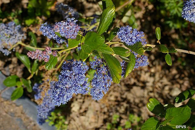 Ceanothus  'Ray Hartman' California lilac